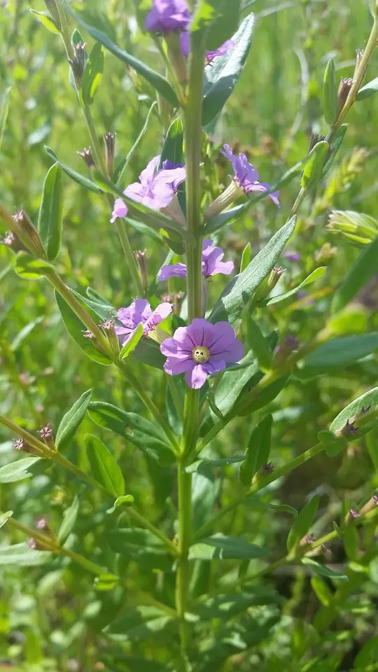 Winged Loosestrife (Lythrum alatum)