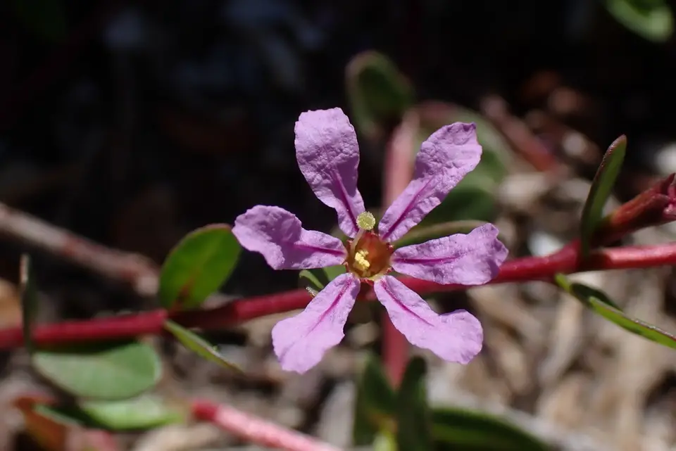 Florida Loosestrife (Lythrum flagellare)