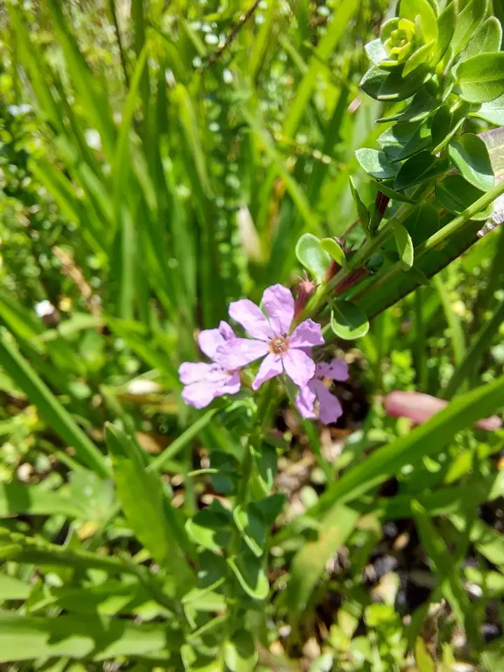 Lythrum nieuwlandii (Lythrum nieuwlandii)