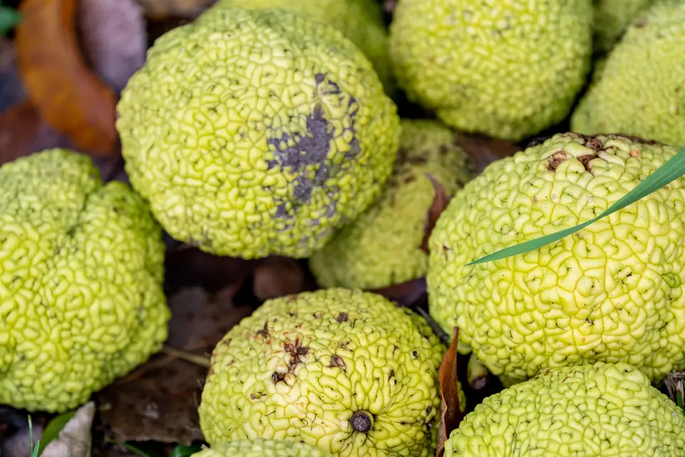 Osage-Orange (Maclura pomifera)