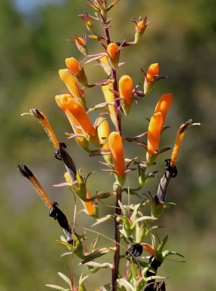 Hummingbird Flower (Macranthera flammea)