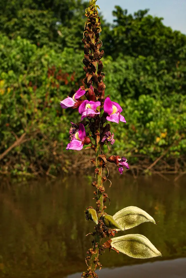 Macropsychanthus comosus (Macropsychanthus comosus)