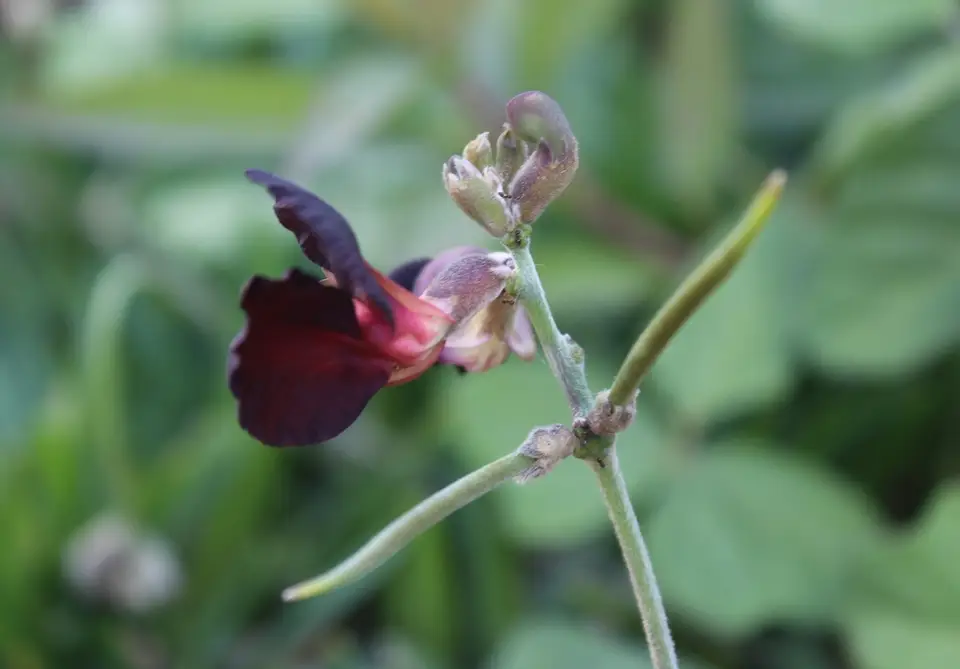 Purple Bush-Bean (Macroptilium atropurpureum)