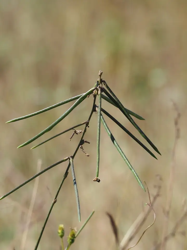 Phasey Bean (Macroptilium lathyroides)