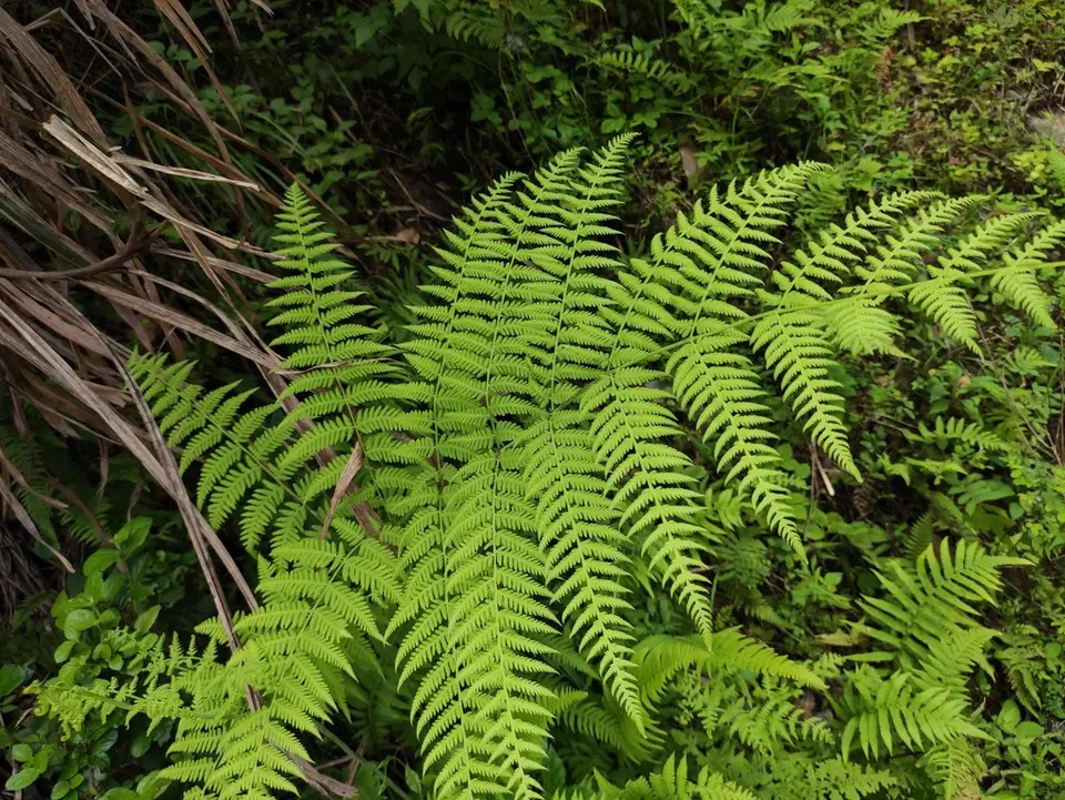 Mariana Maiden Fern (Macrothelypteris torresiana)