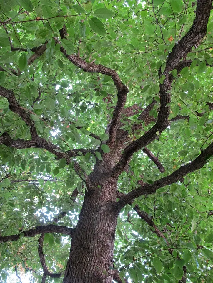 Cucumber-Tree (Magnolia acuminata)
