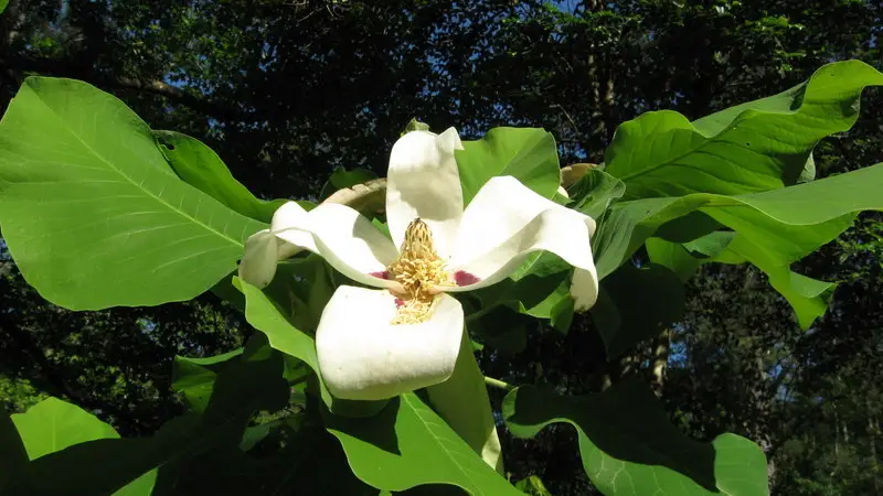 Ashe's Magnolia (Magnolia ashei)