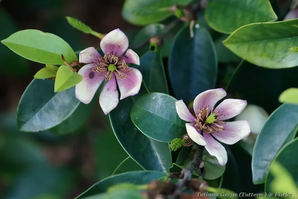 Banana-Shrub (Magnolia figo)