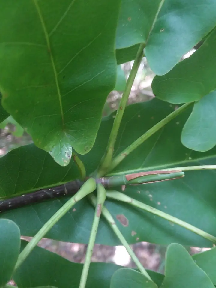Fraser Magnolia (Magnolia fraseri)