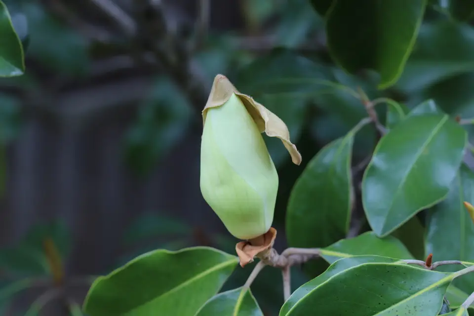 Southern Magnolia (Magnolia grandiflora)