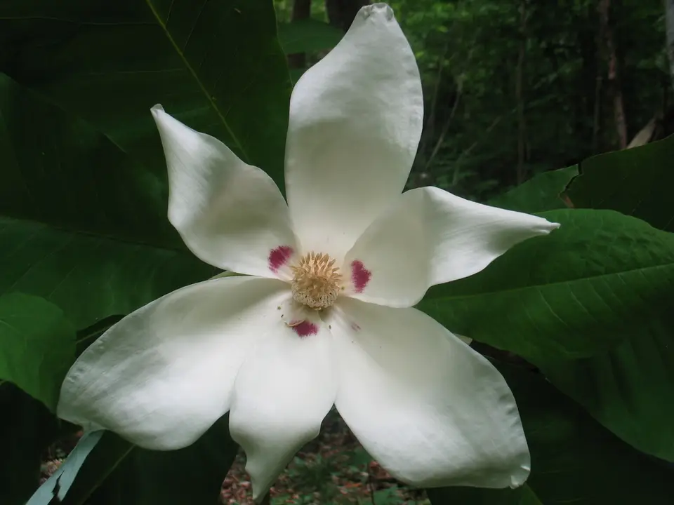 Bigleaf Magnolia (Magnolia macrophylla)