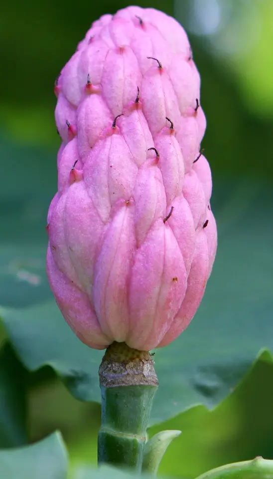 Umbrella Magnolia (Magnolia tripetala)