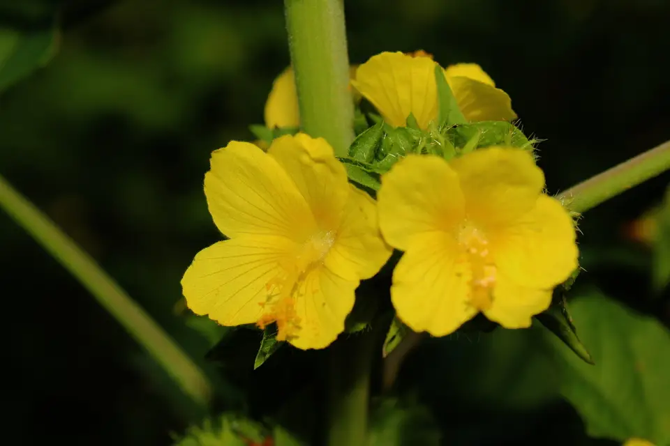 Yellow Leafbract (Malachra alceifolia)