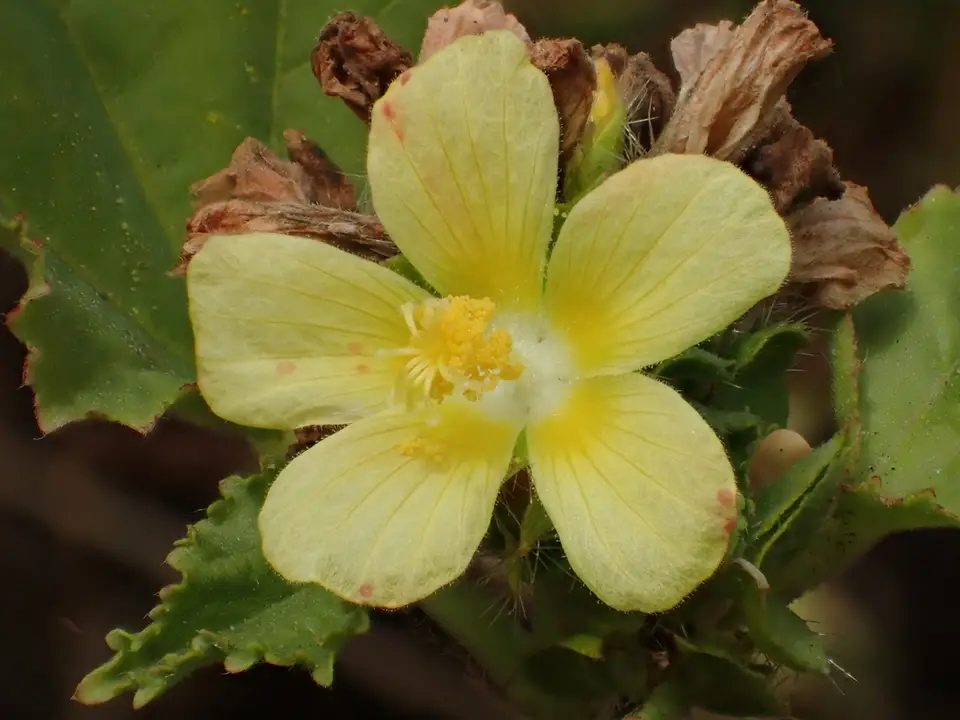 Malva De Caballo (Malachra capitata)