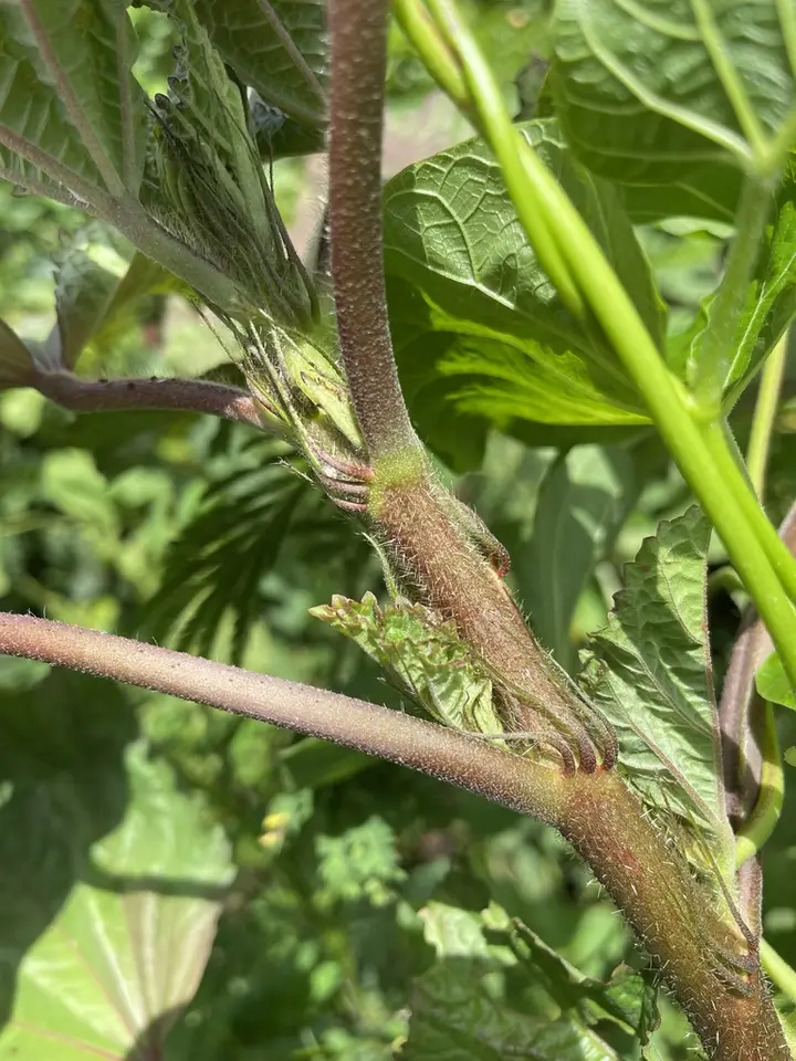 Malachra urens (Malachra urens)