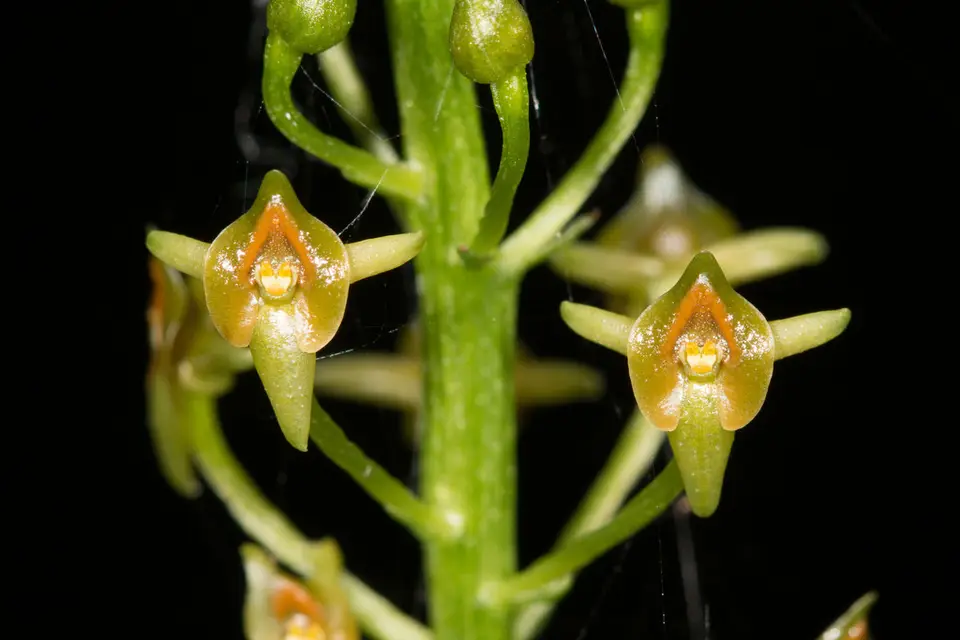 Florida Adder's-Mouth (Malaxis spicata)