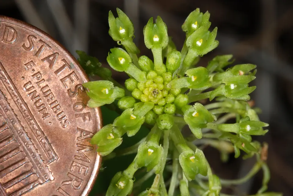 Green Adder's-Mouth (Malaxis unifolia)