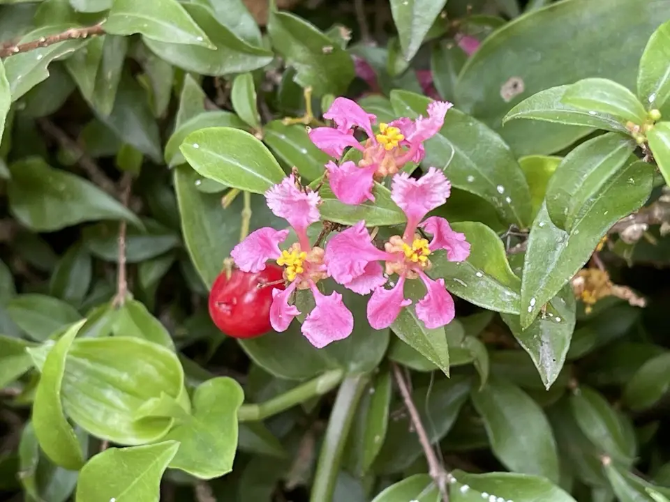 Acerola (Malpighia emarginata)