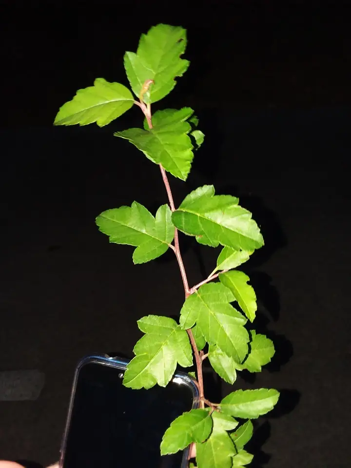 Southern Crabapple (Malus angustifolia)