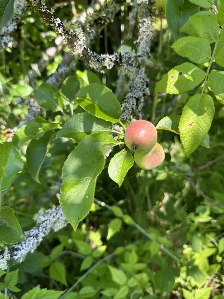 Apple (Malus domestica)