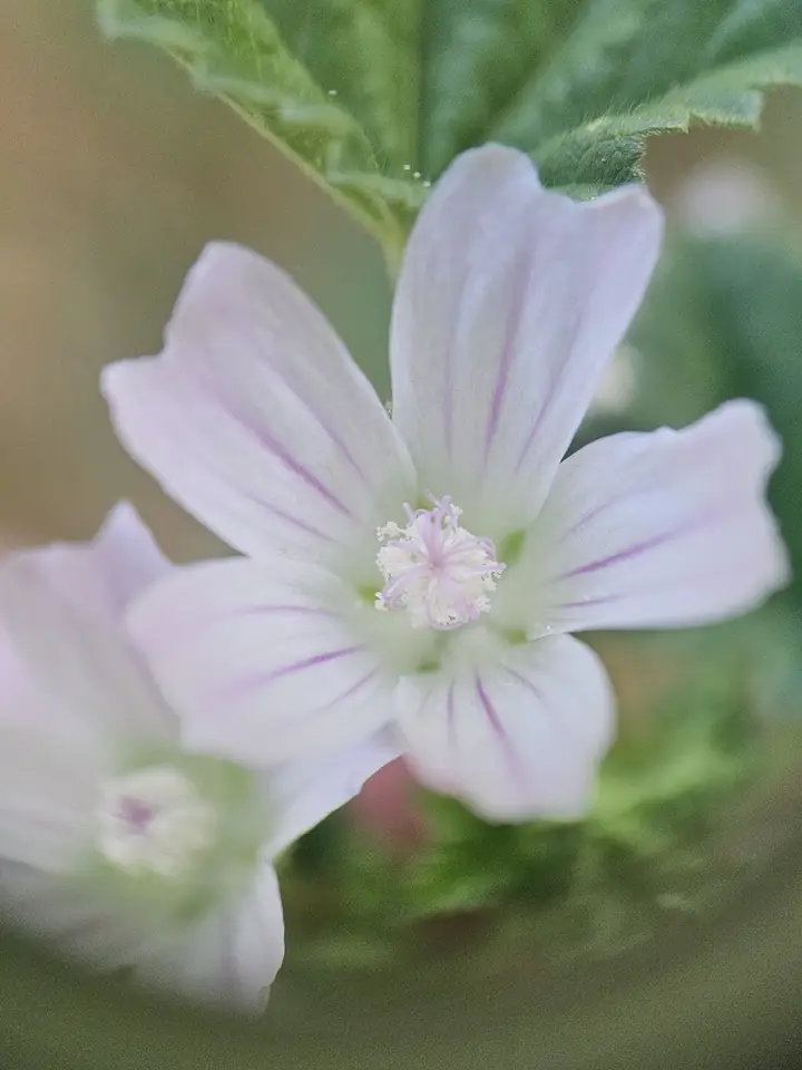 Dwarf Mallow (Malva neglecta)