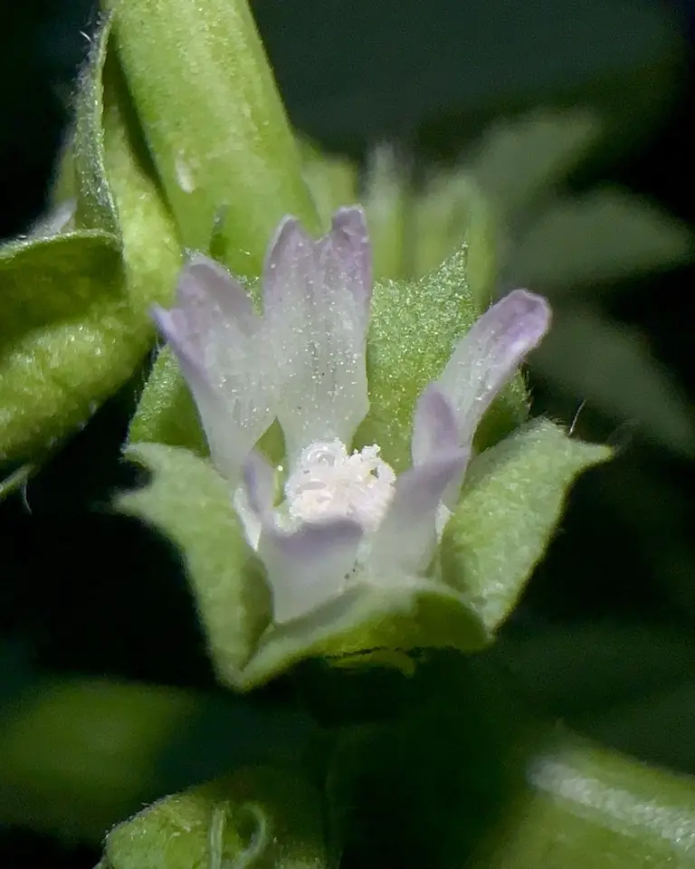 Cheeseweed Mallow (Malva parviflora)