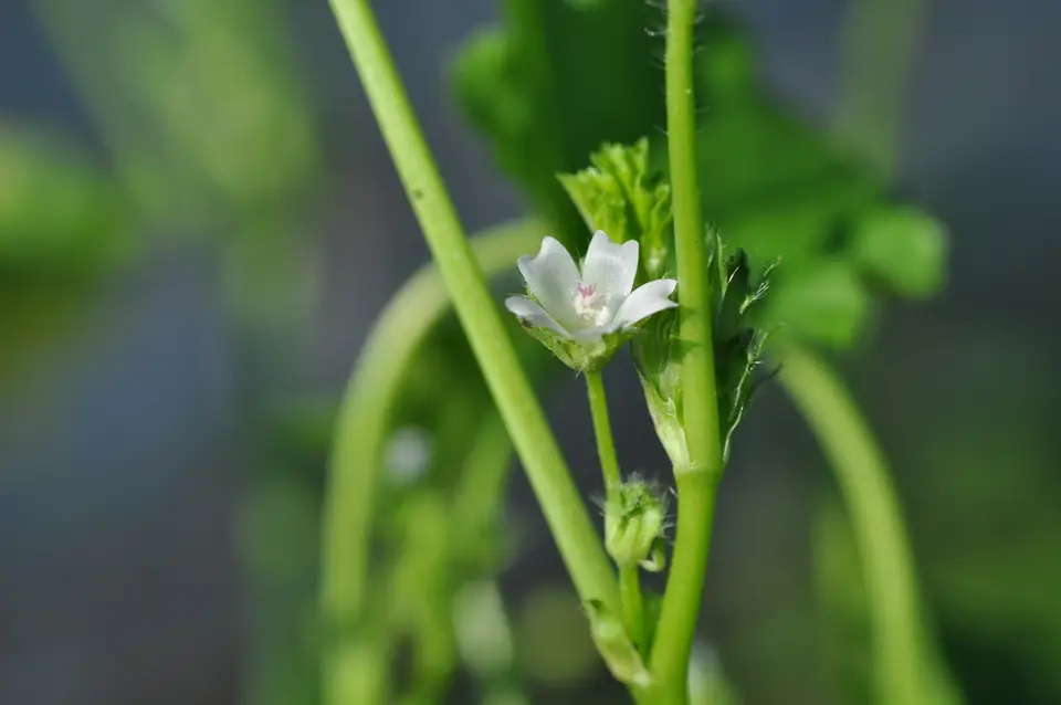 Small Mallow (Malva pusilla)