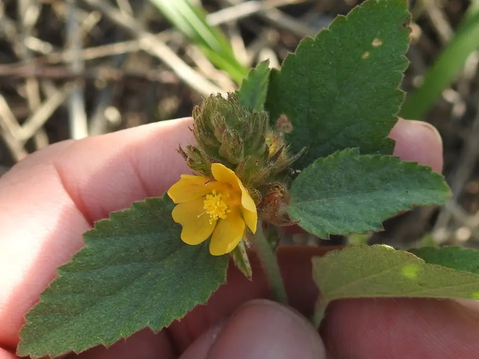 Indian Valley False Mallow (Malvastrum americanum)