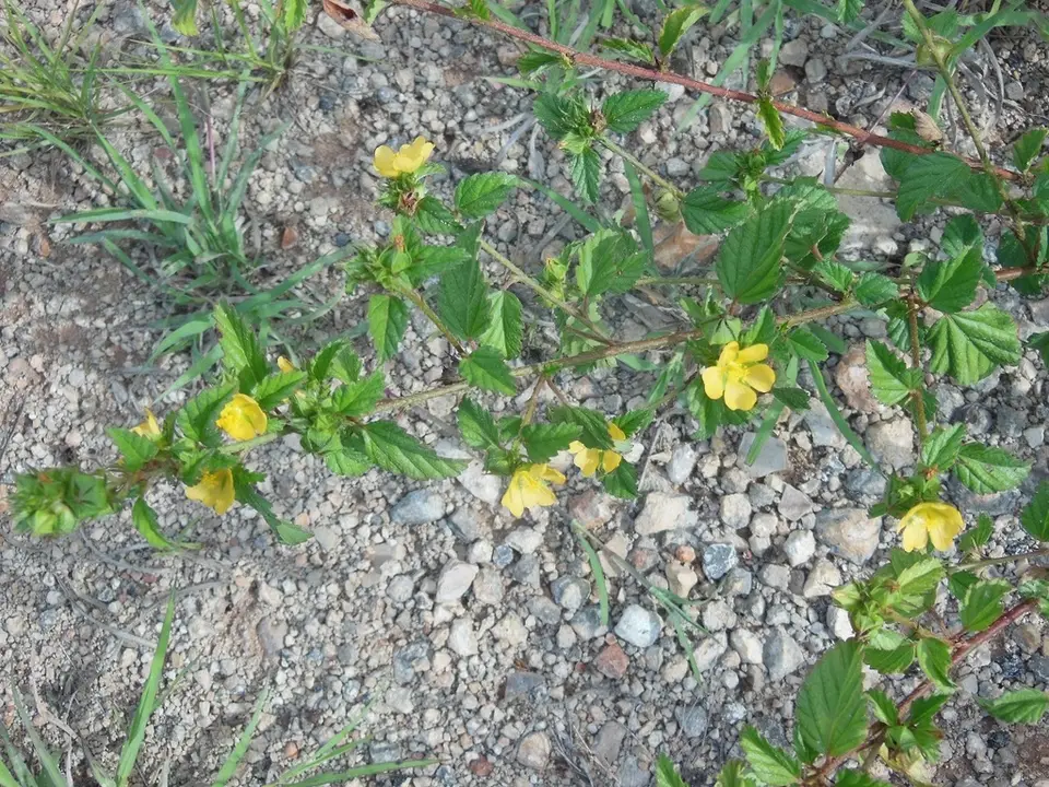 False Mallow (Malvastrum corchorifolium)