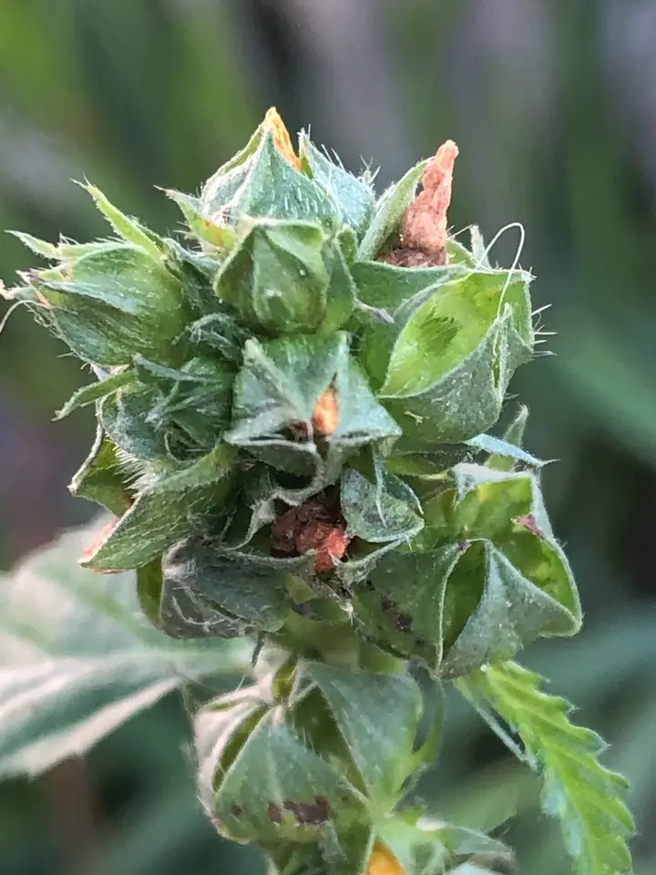 Three-Lobe False Mallow (Malvastrum coromandelianum)