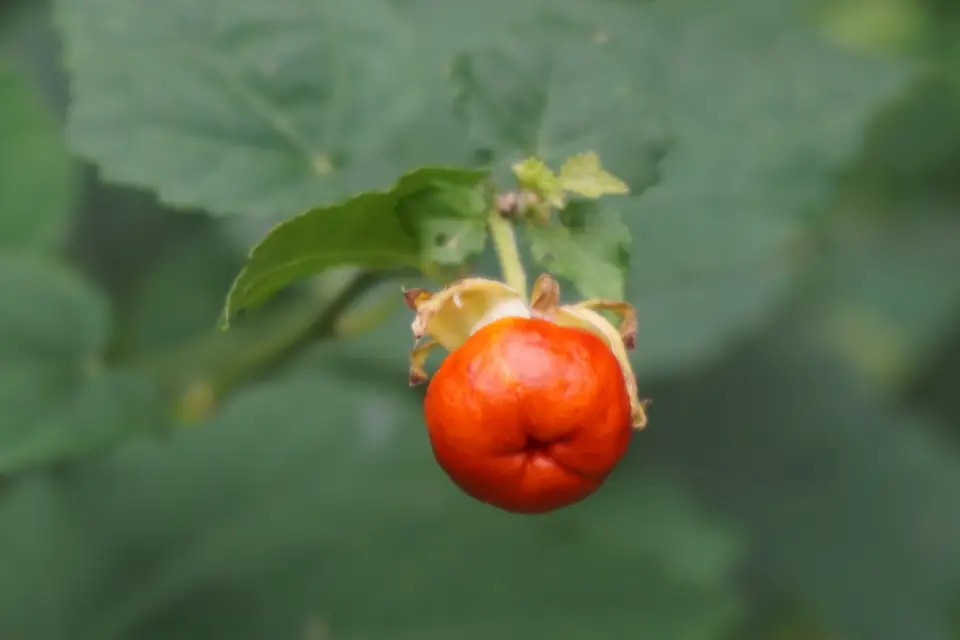 Turk's Cap (Malvaviscus arboreus)