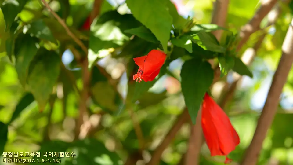 Giant Mexican Turk's Cap (Malvaviscus penduliflorus)