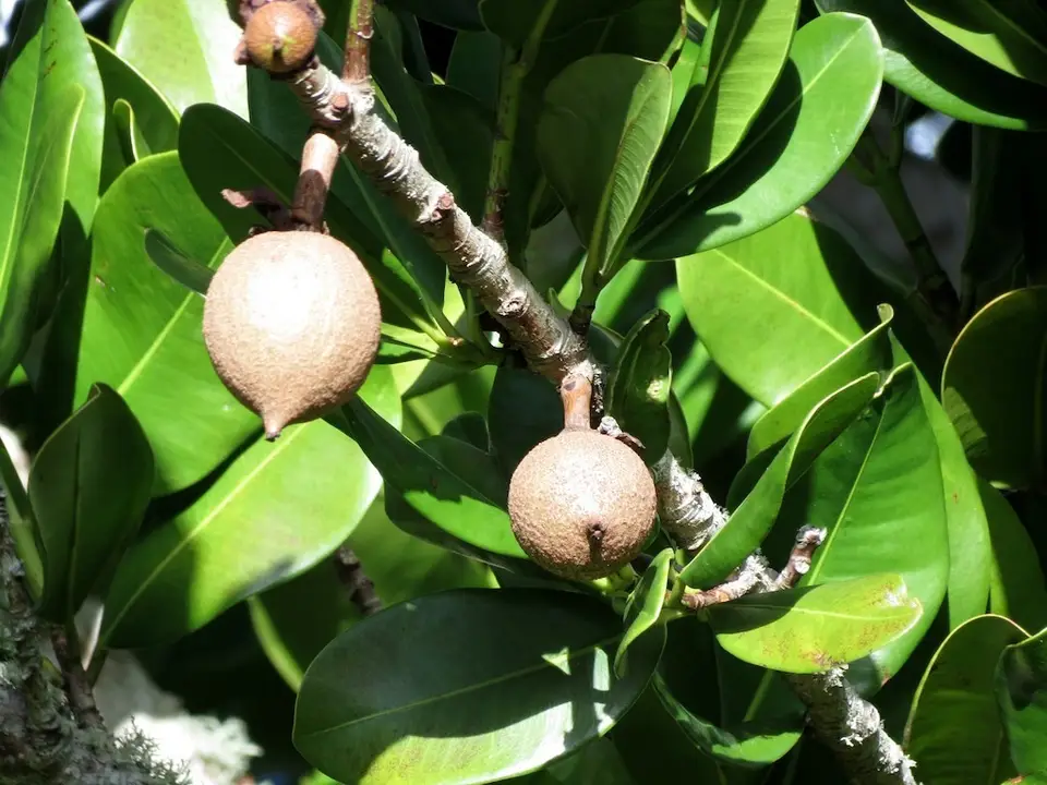 Mammee Apple Tree (Mammea americana)