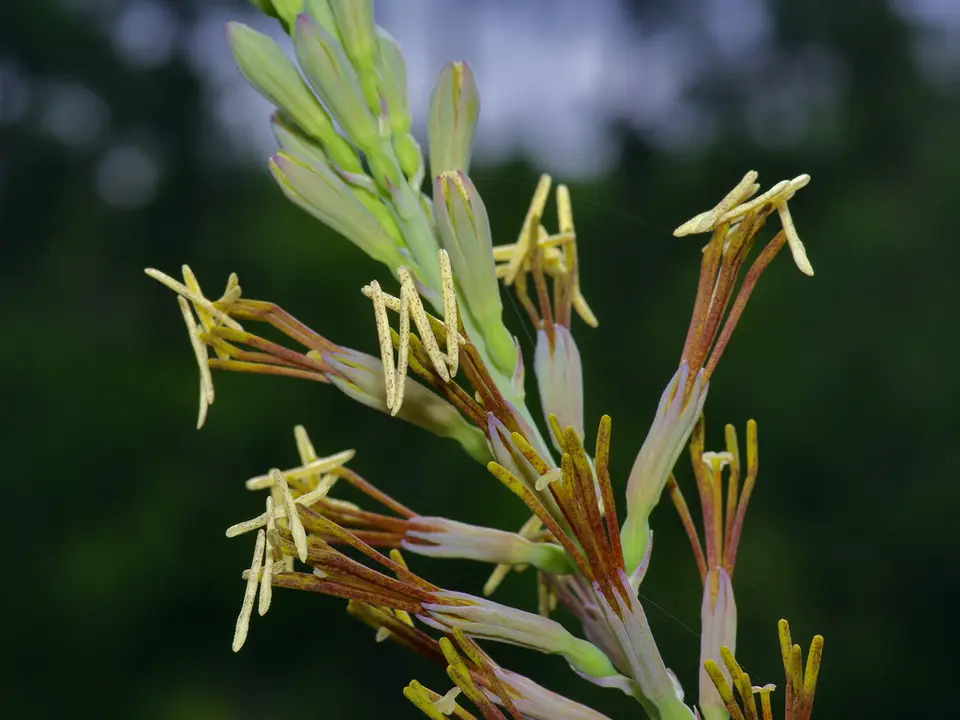 Eastern False Aloe (Manfreda virginica)