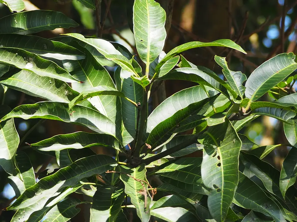 Indian Mango (Mangifera indica)