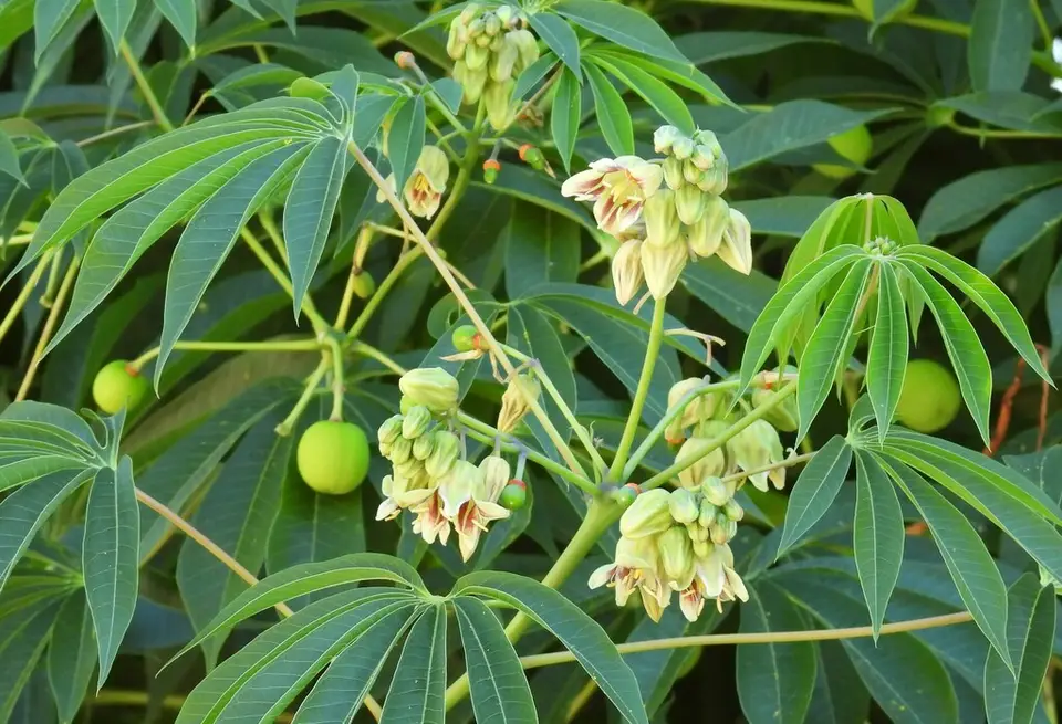 Hardy Tapioca (Manihot grahamii)
