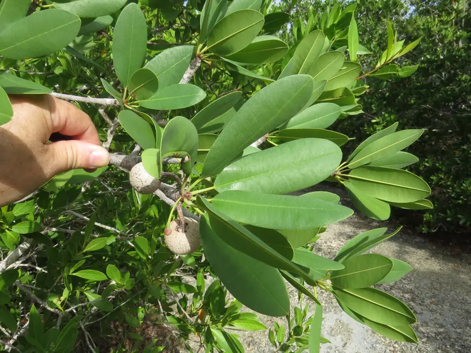Wild Dilly (Manilkara jaimiqui)
