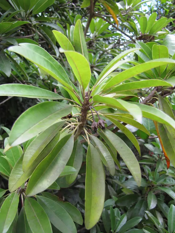 Sapodilla (Manilkara zapota)