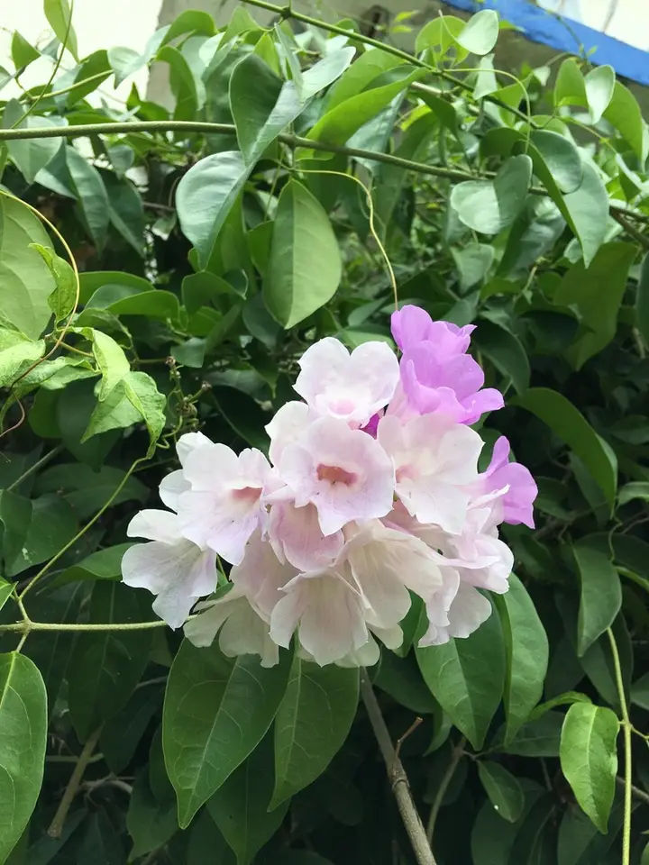Garlic Vine (Mansoa alliacea)
