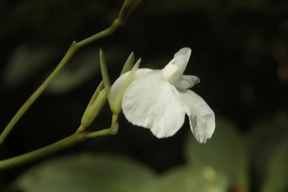 Arrowroot (Maranta arundinacea)
