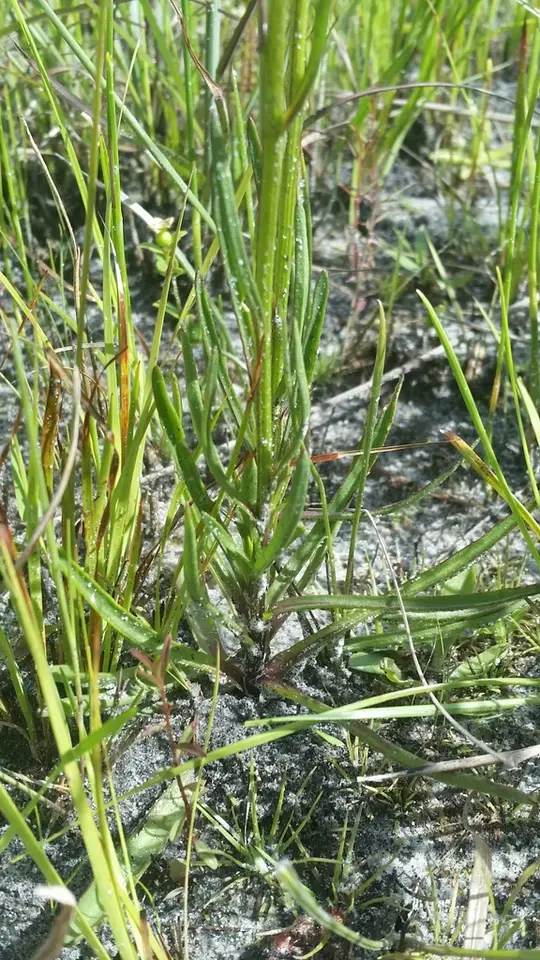 Grassleaf Barbara's-Buttons (Marshallia graminifolia)