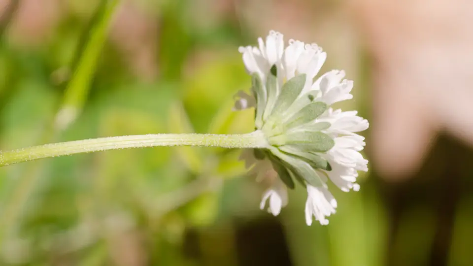 Piedmont Barbara's-Buttons (Marshallia obovata)