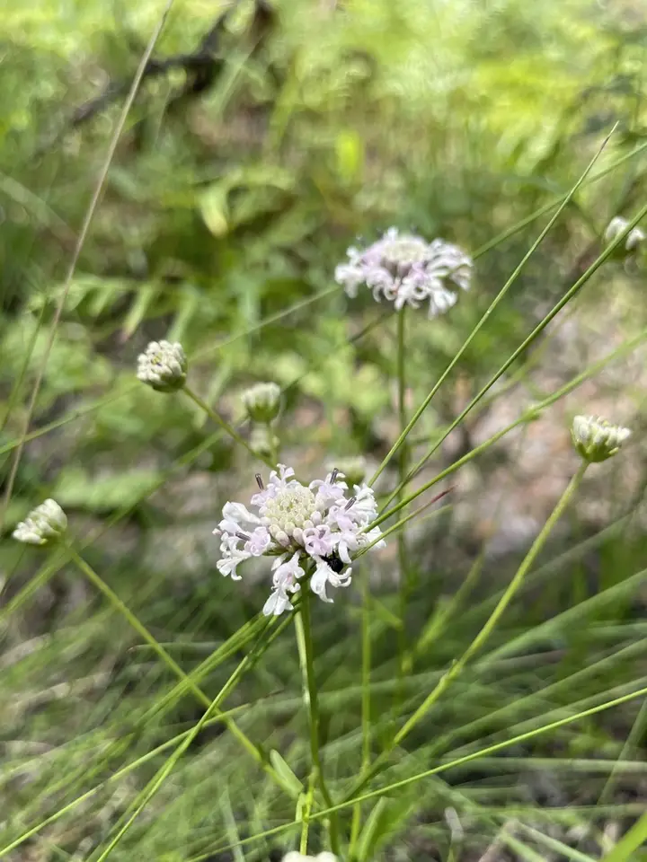 Pineland Barbara's-Buttons (Marshallia ramosa)