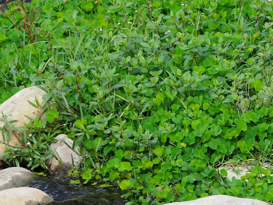 Marsilea minuta (Marsilea minuta)