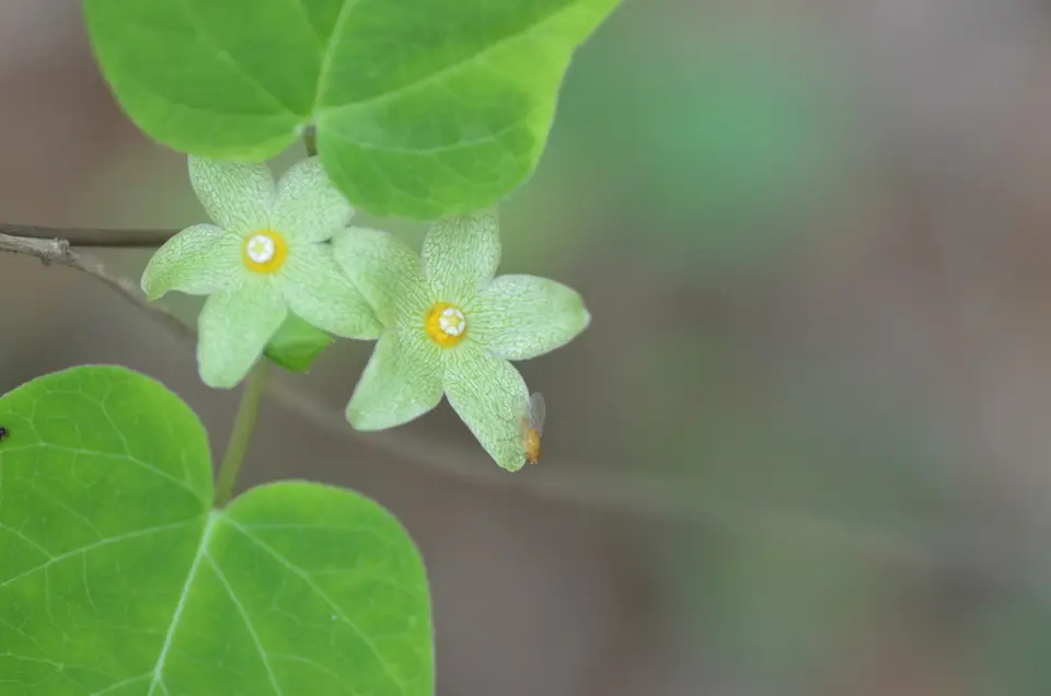 Alabama Milkvine (Matelea alabamensis)