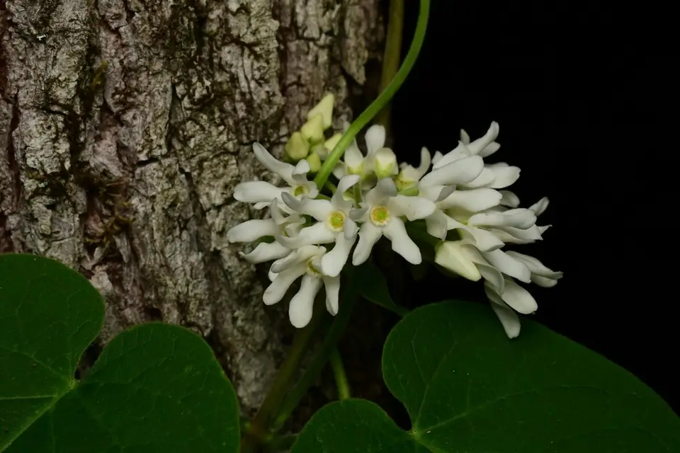 Baldwin's Milkvine (Matelea baldwyniana)