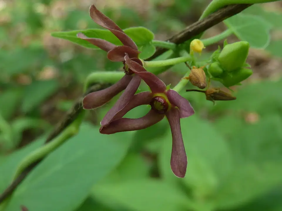 Florida Milkvine (Matelea floridana)
