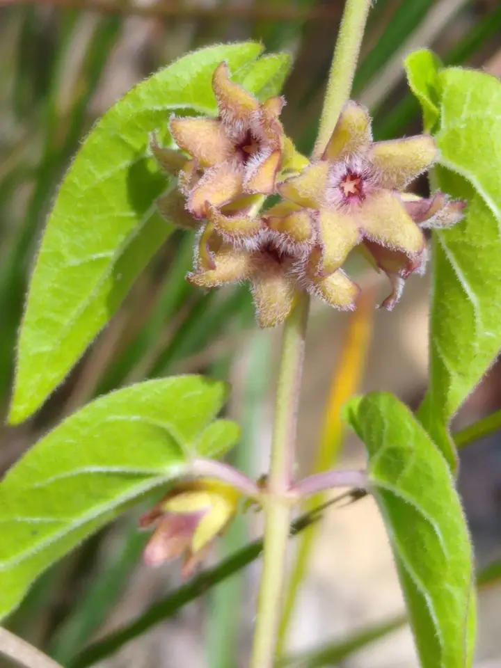 Trailing Milkvine (Matelea pubiflora)