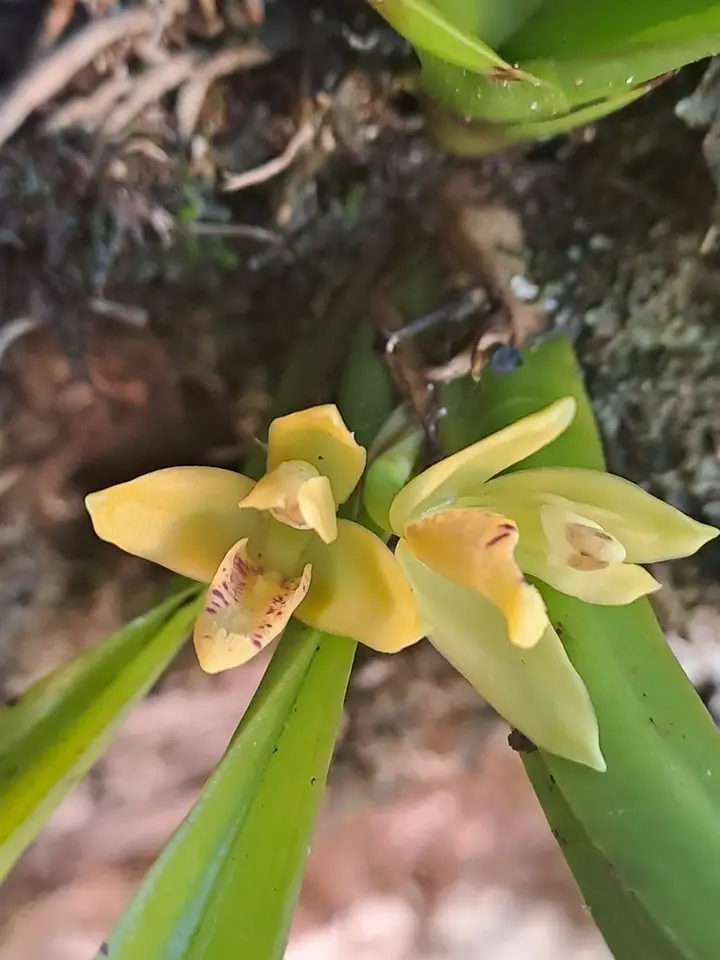 Hidden Orchid (Maxillaria crassifolia)