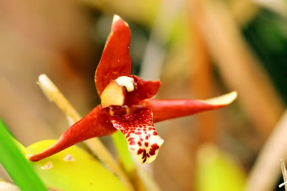 Coconut Orchid (Maxillaria tenuifolia)
